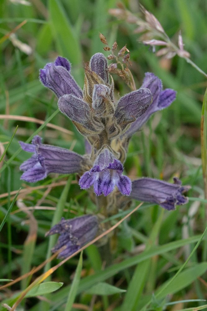 Purple (Yarrow) Broomrape