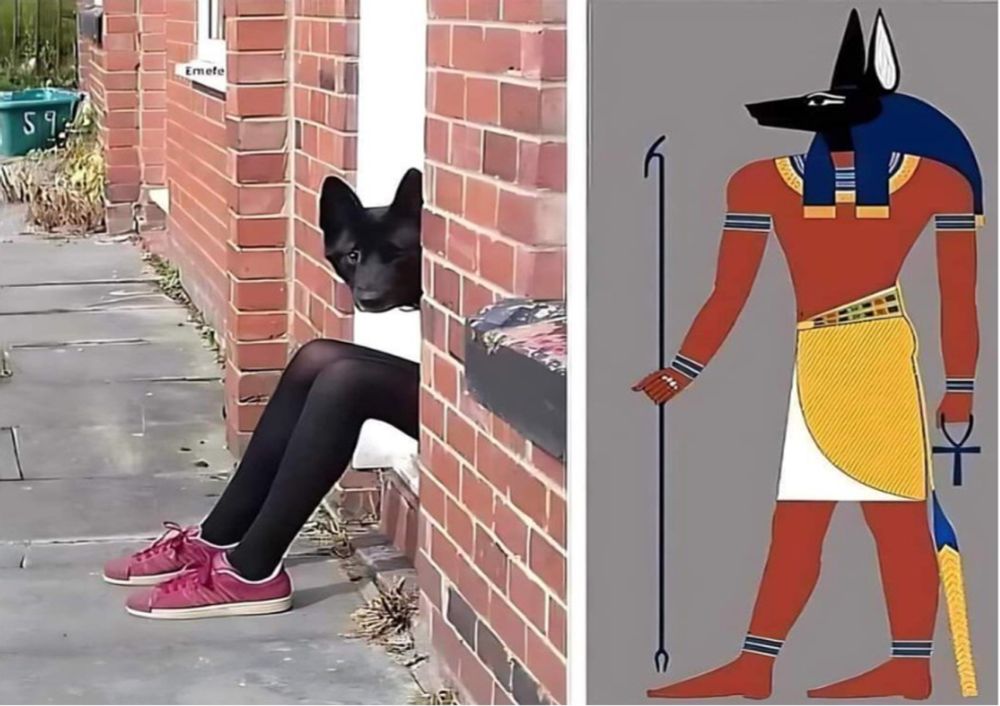 Neighbour wants to know what Anubis knows