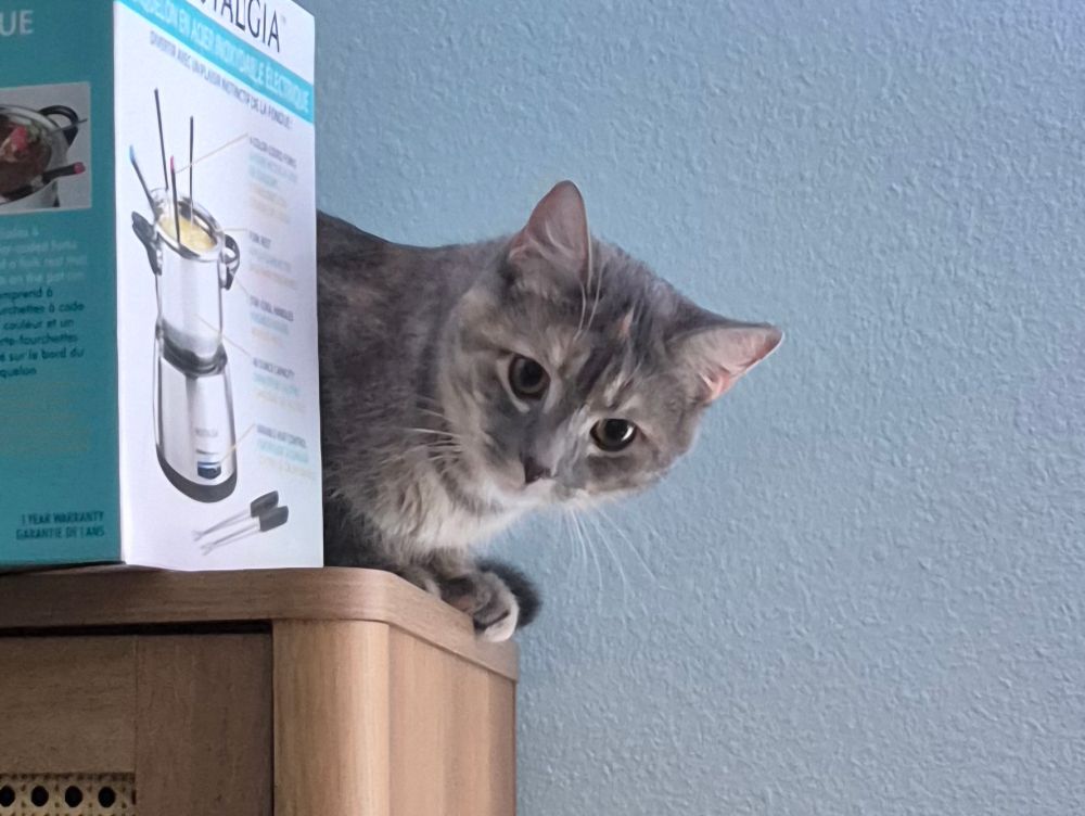 A tortie watches you from behind a boxed fondue set atop a brown cabinet