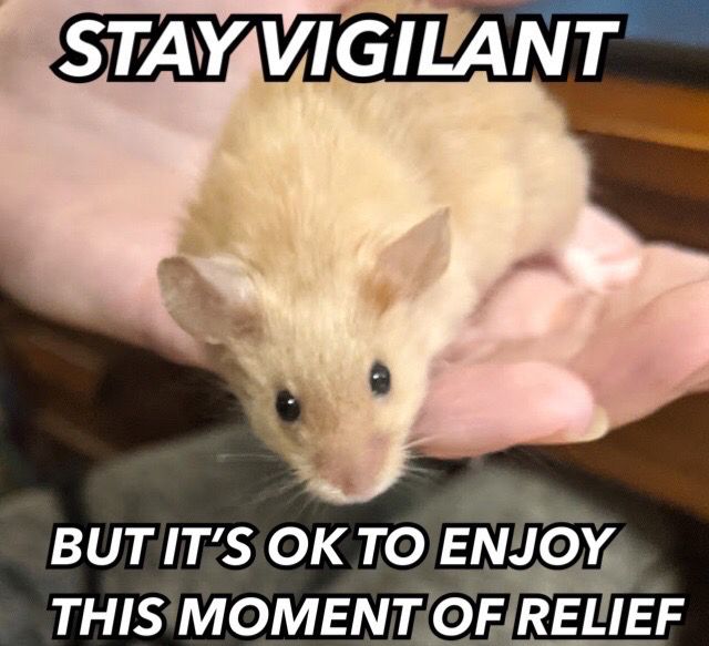photo of a light brown mouse held in a palm, with top text "STAY VIGILANT" and bottom text "BUT ITS OK TO ENJOY THIS MOMENT OF RELIEF"