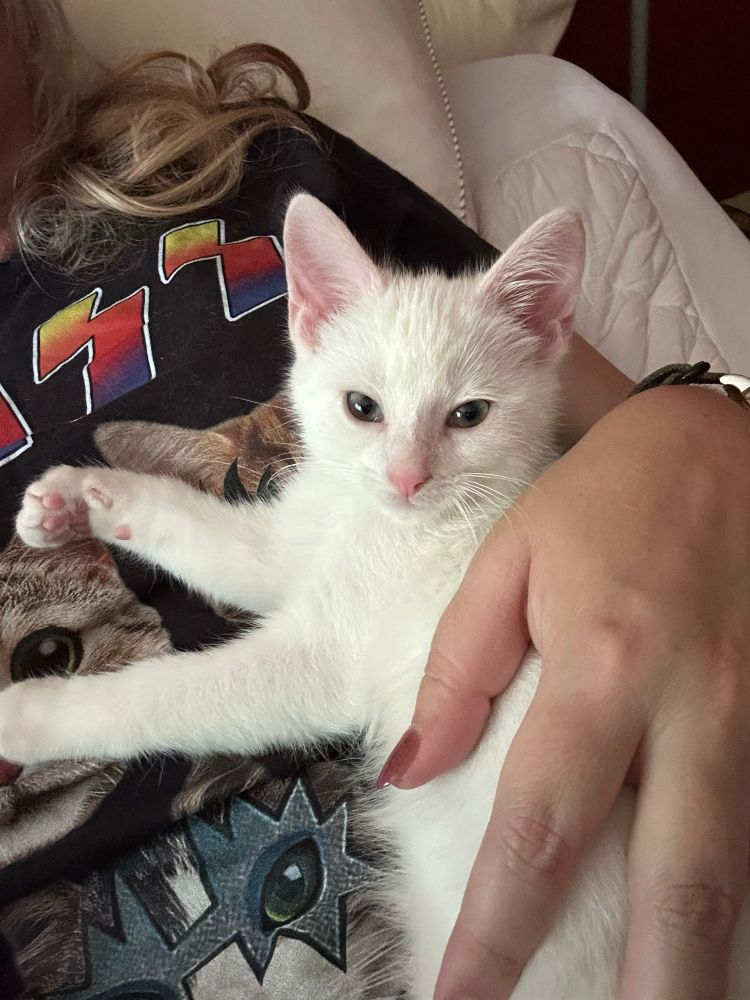 
White Kitten on Moms tummy. 