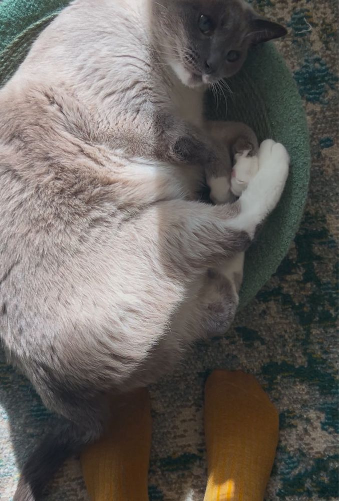 Grey cat looking at human grateful for being rescued from its own claws (for the second time)