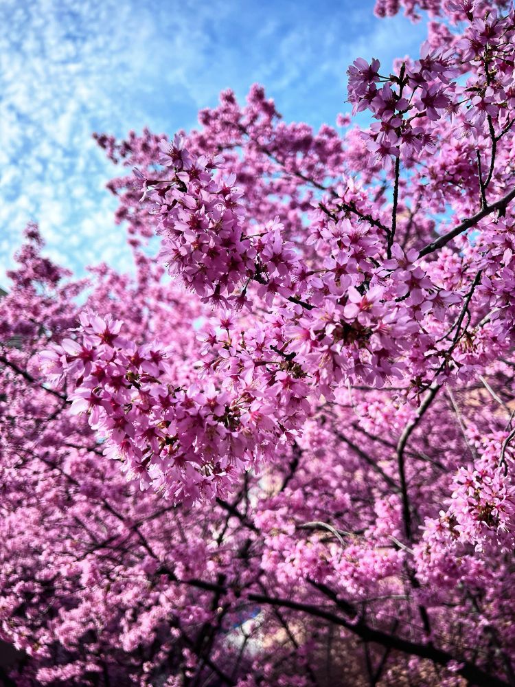 Bountiful cherry blossoms against a blue sky