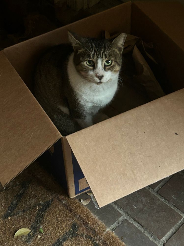 Tabby cat with a white bib, sitting in a cardboard box on a brick stoop. He is looking at the camera.