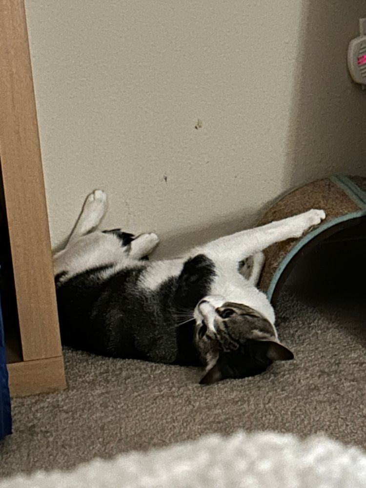Tabby cat with a white undercarriage lying on his back with his legs up in the air and his front legs on a half circle scratcher 