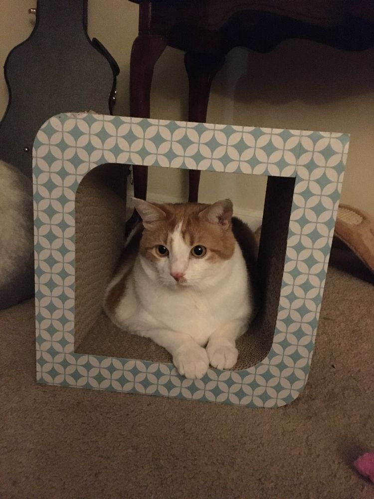 Yellow and white cat in a square scratching box