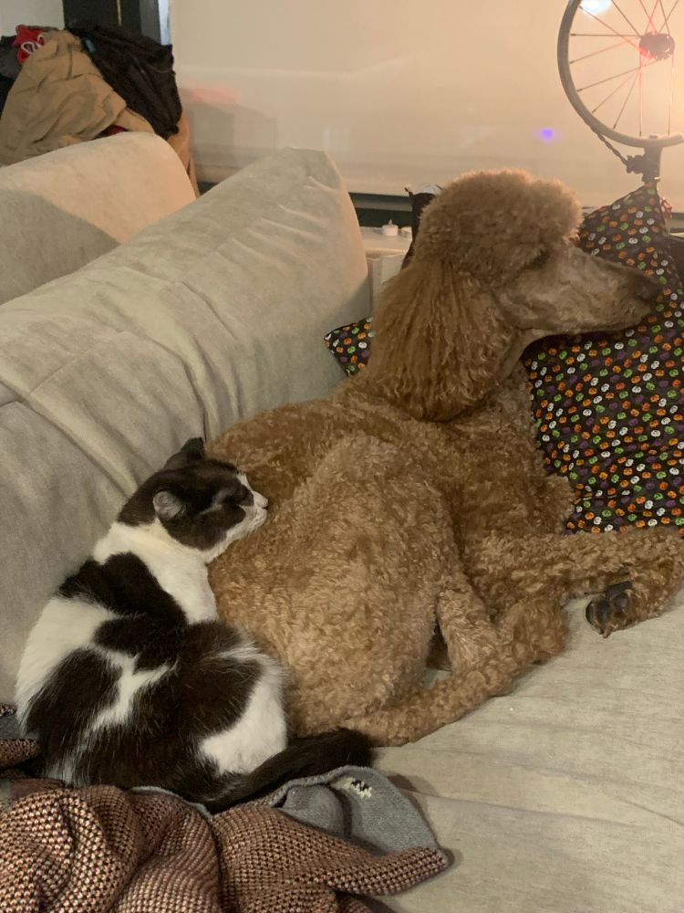 A black and white cat and an apricot standard poodle sleeping together on the sofa. 