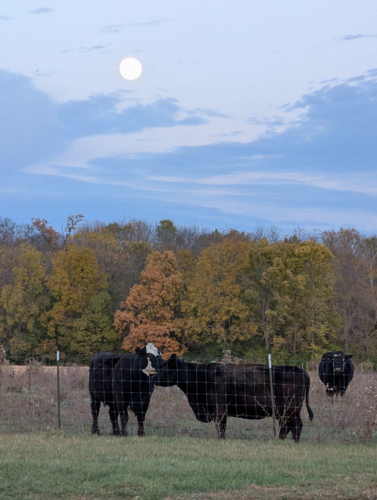 Cows in a pasture with a full moon in the sky behind them
