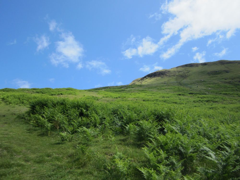 A view of a large grassy hill with fern in the foreground and a bright blue sky above.