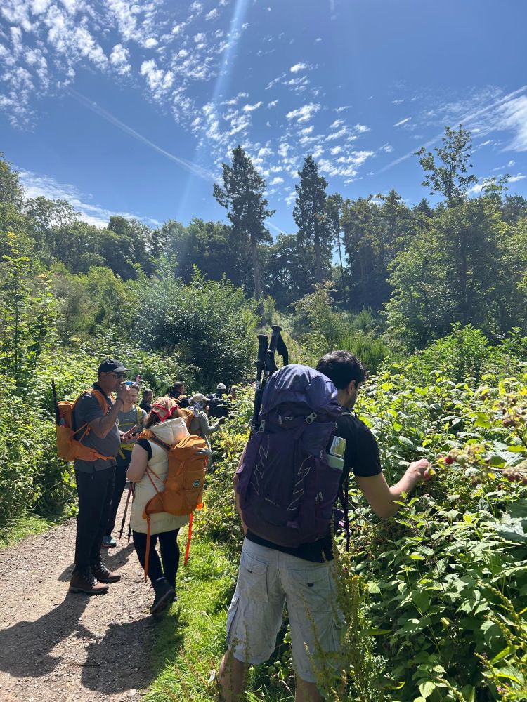 Hikers on a woodland path stop to pick brambles. The sky is bright blue with vapour trails and a few small white clouds.
