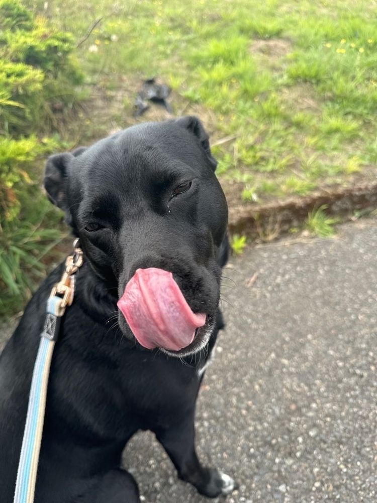 Black dog licking her own nose. 