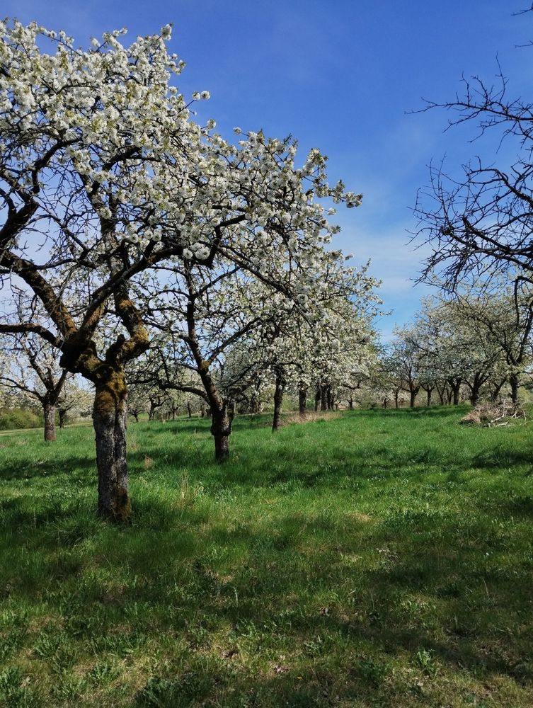 rows of flowering cherry trees in an orchard