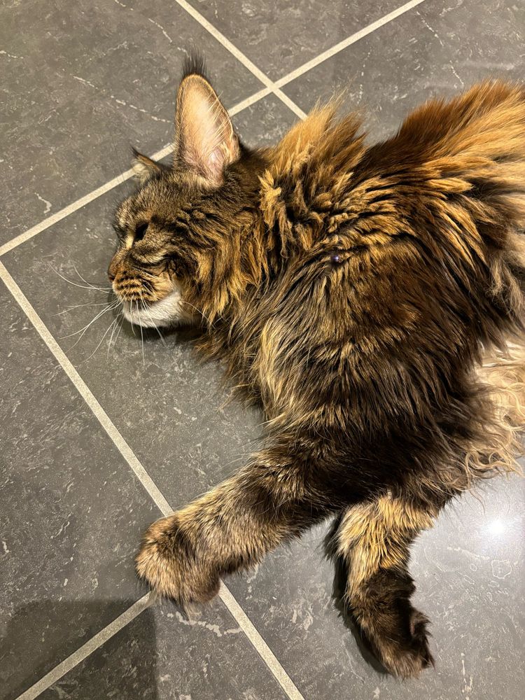 A picture of my roommates cat 
He’s a Maine coon and very cute 
He has a brown-ish tabby coat 