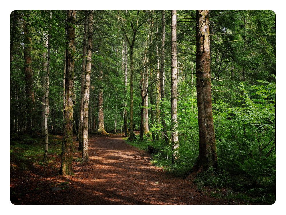 A forest path with dappled sunlight shining through the scene.