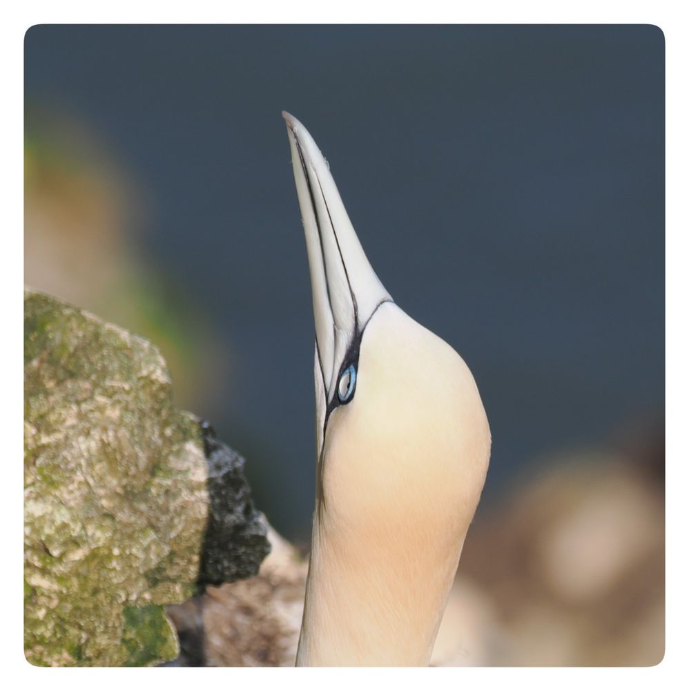 A gannet looking up to the sky with a rock to the left and the blurred sea in the background.