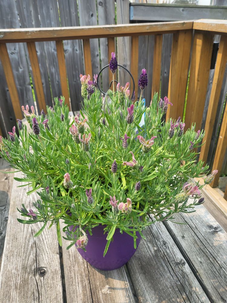 A pot of lavender on a picnic table