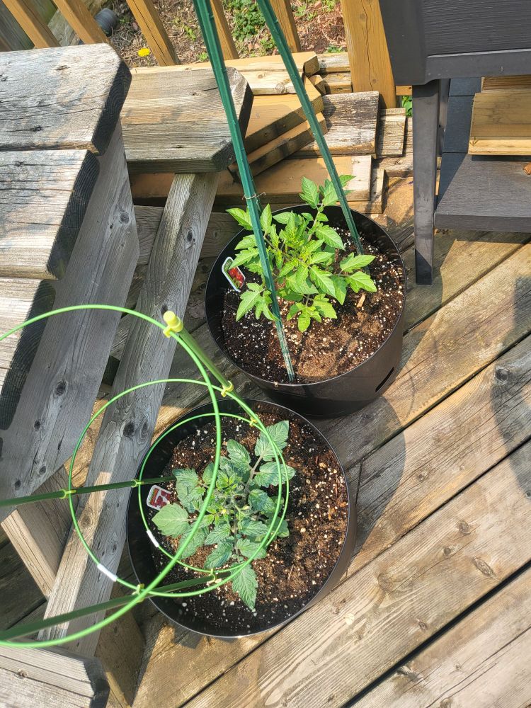 Two potted tomato plants 