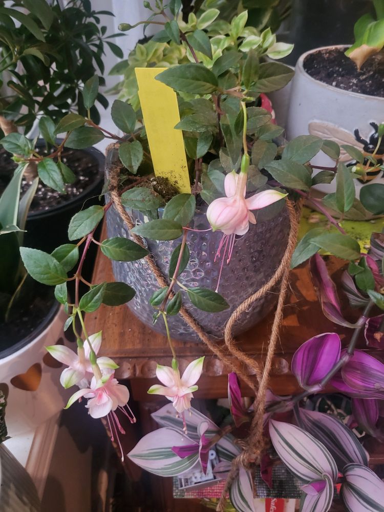 A potted fuschia plant with four pink flowers