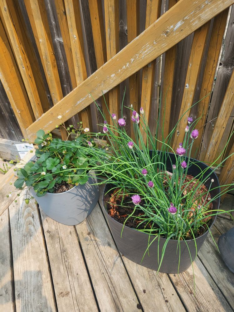 Potted chives and a strawberry plant 
