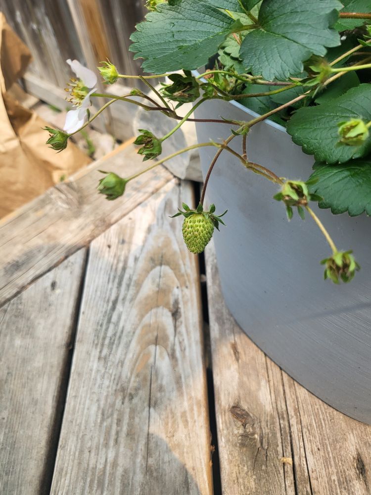 Tiny green strawberry on a plant