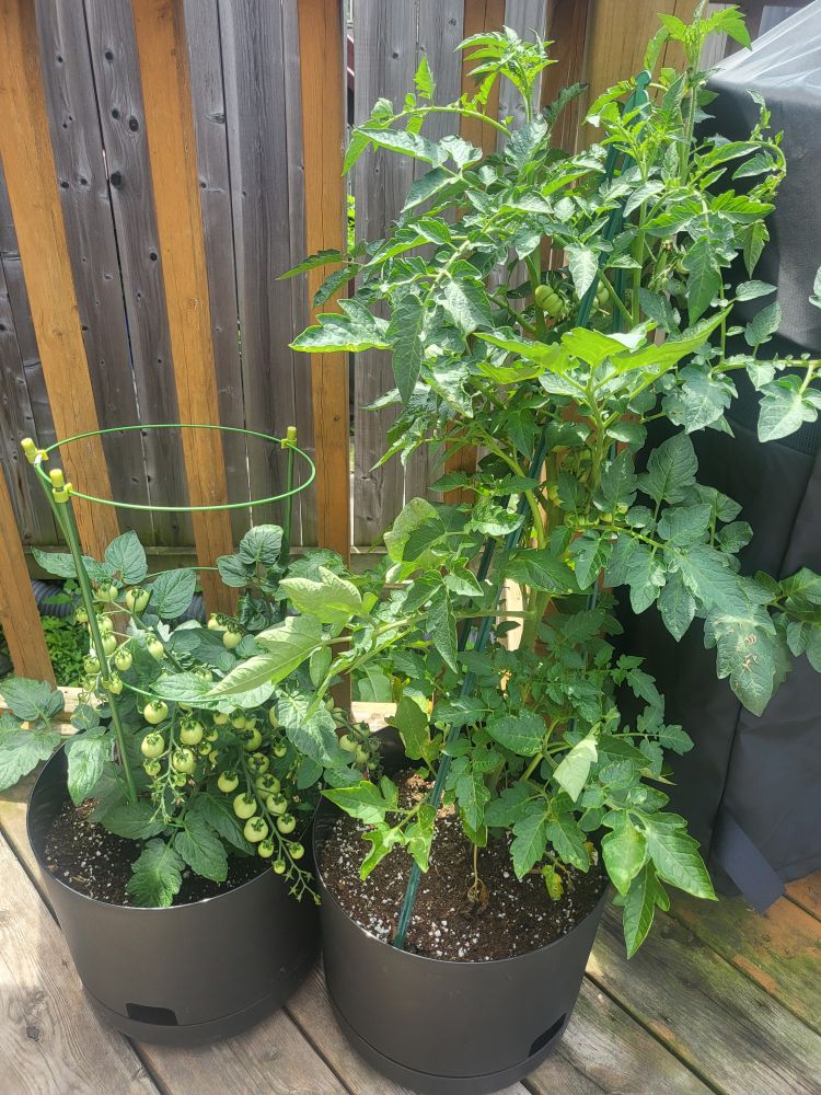 Our tomato plants!