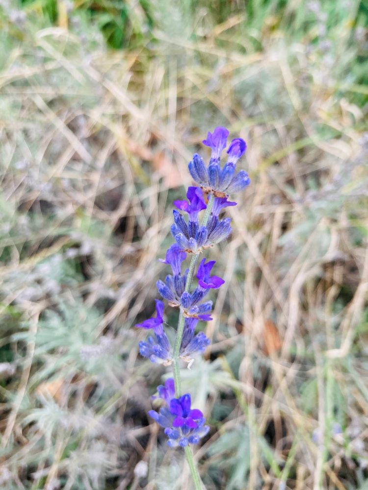 Macro lavender sprig in bloom