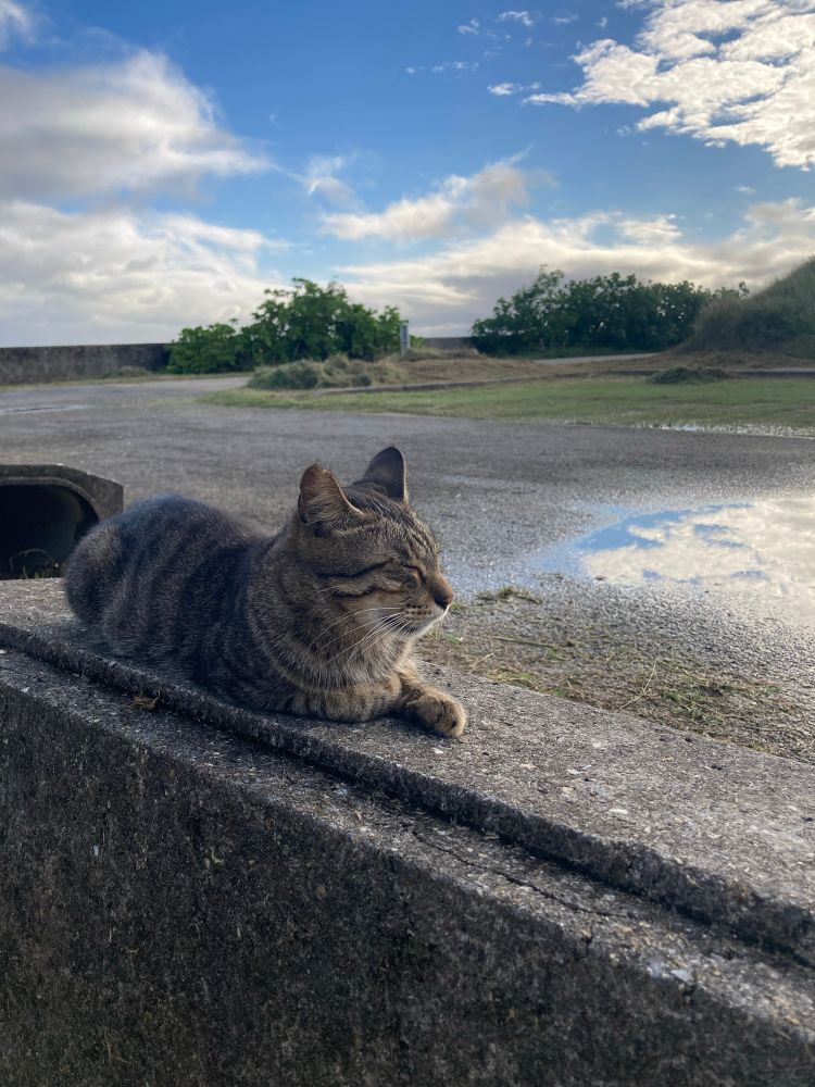 塀に横たわる猫、空、雨上がりの水たまり