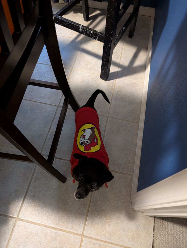 A black dog with a lot of white hair around her mouth, wearing a red sweater with a yellow circle on it containing a cartoon beaver wearing a red hat (Buc-ee the Beaver).