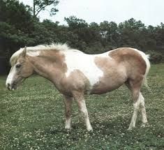 A picture of a brown and white pinto pony with a white mane and tail and white stockings on all four legs. She has a mark in the shape of the state of Virginia on her left flank. She is leaning forward as if to sniff a sea breeze, and appears to be content.
