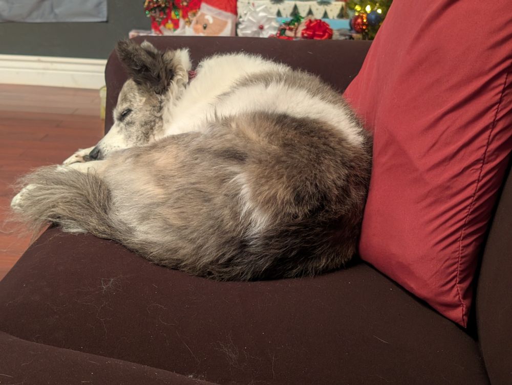 A fluffy brown and white dog curled up on a brown couch with her eyes closed.