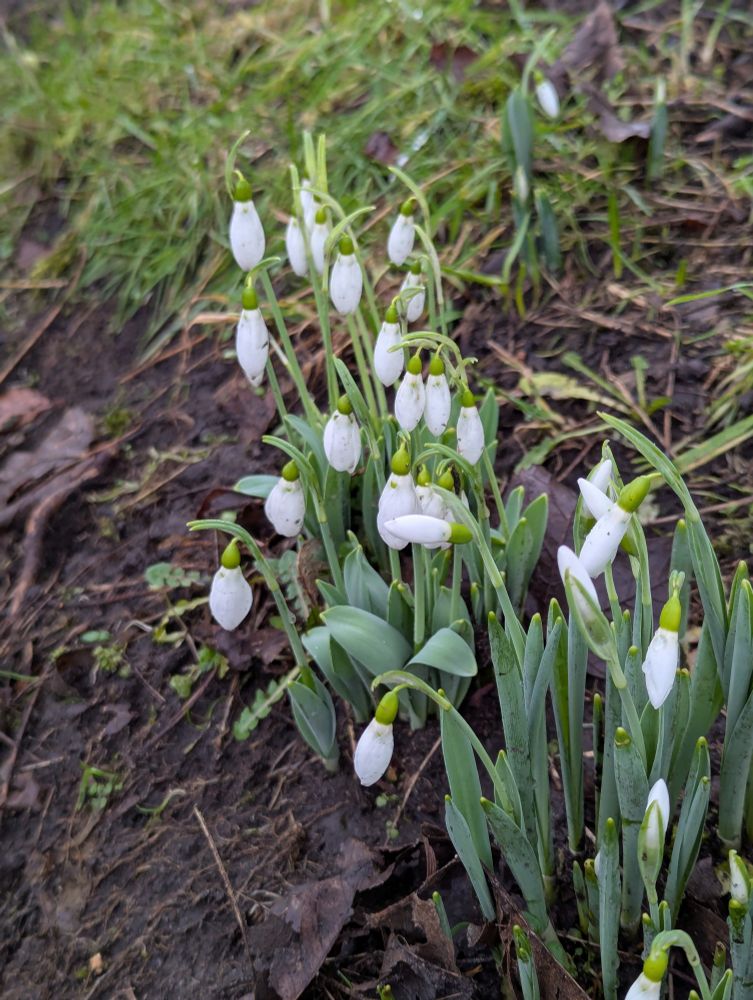 Snowdrops growing on a bank. 