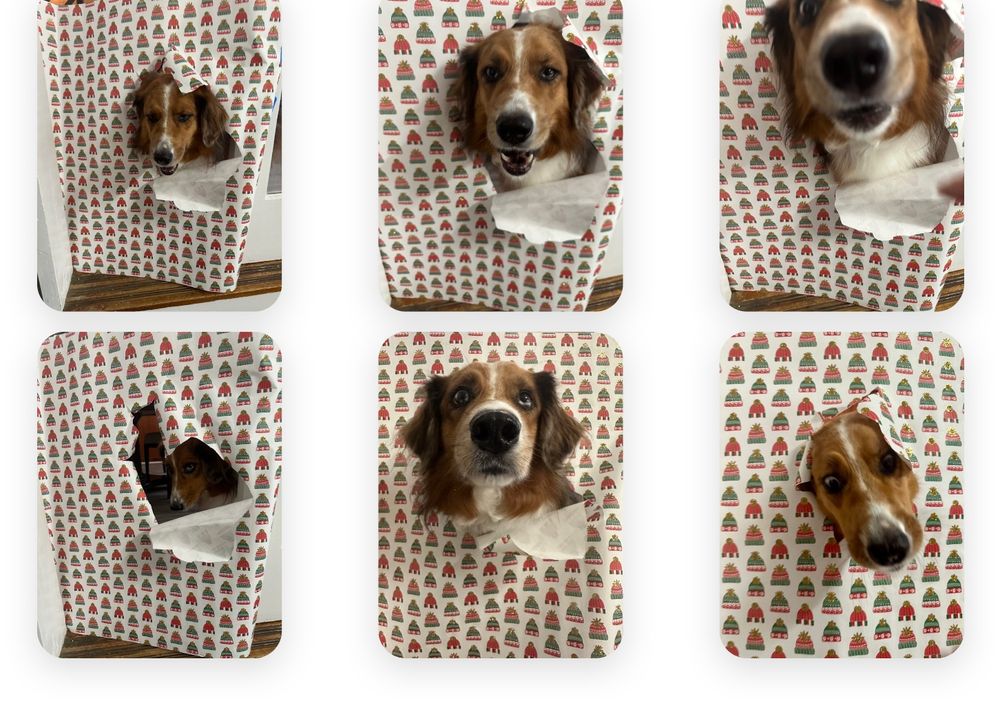 Six photos of a brown and white Australian Shepherd-Collie mix dog sticking her head through holiday wrapping paper that’s affixed between a doorway. Her facial expressions grow increasingly more derpy.