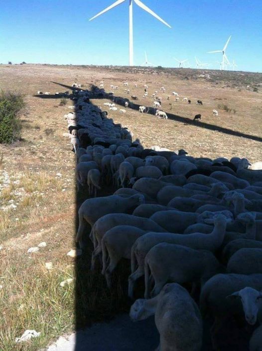 Sheep using the shade of a turbine tower on a parched hillside.

Bright blue sky and wind turbines in the distance.