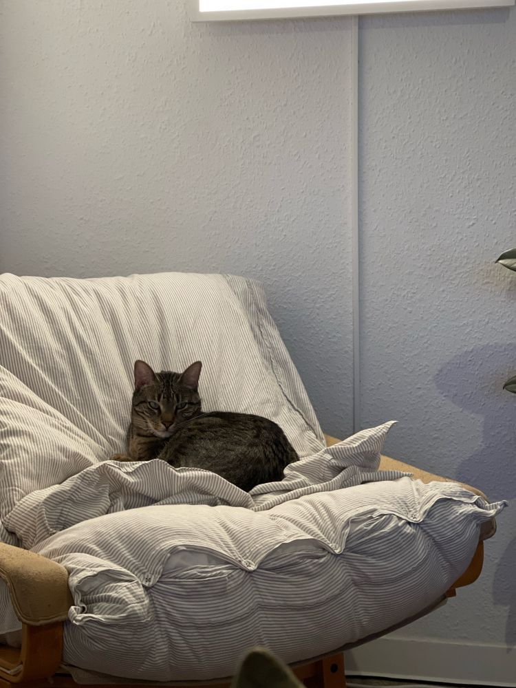 Katze auf einem sehr bequemen Kissen, leicht schläfrig, leicht irritiert