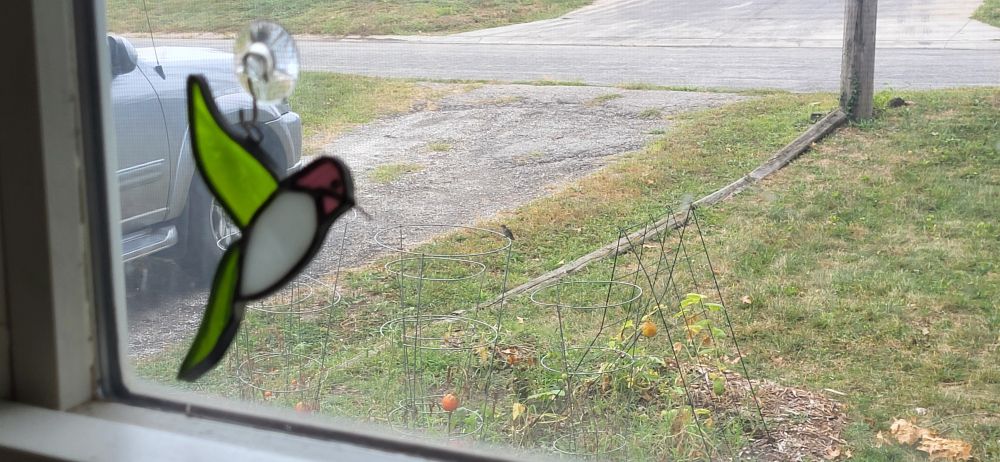 Hummingbird hanging out on a tomato cage outside a window with a hummingbird stainglass hanging on it