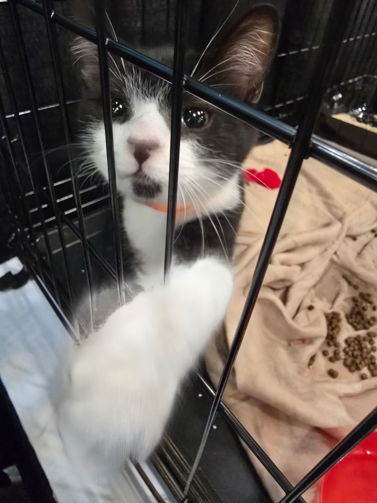 Baby tuxedo cat swipes a paw at the camera 