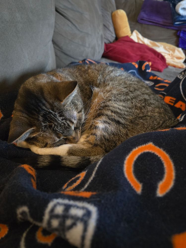 Cute tabby cat Puff sleeping on her favorite Chicago Bears blankie looking extra cute in a croissant ♡♡