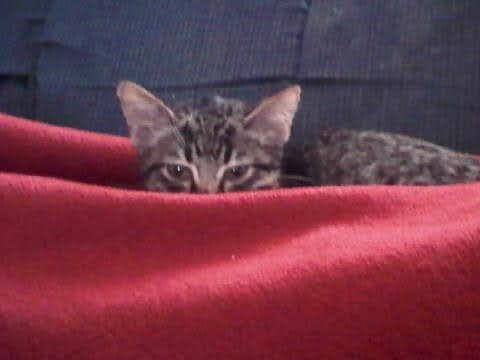 4 month old baby Puff playing hide and seek in a red blankie