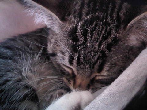 4 month old baby Puff with her first ever momma kitty cuddle time 💕💕