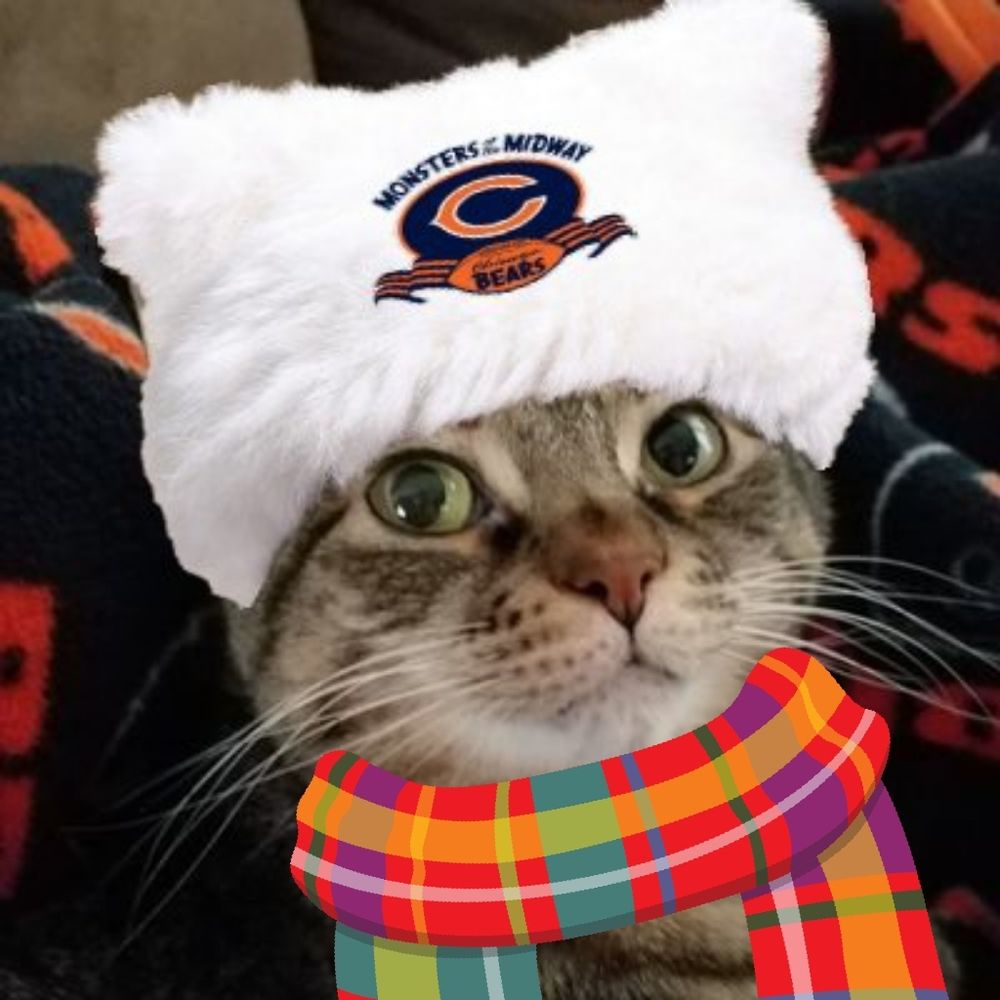 Cute tabby cat Puff wearing her favorite Chicago Bears hat and a scarf to stay warm as she lays on her favorite Chicago Bears blankie 