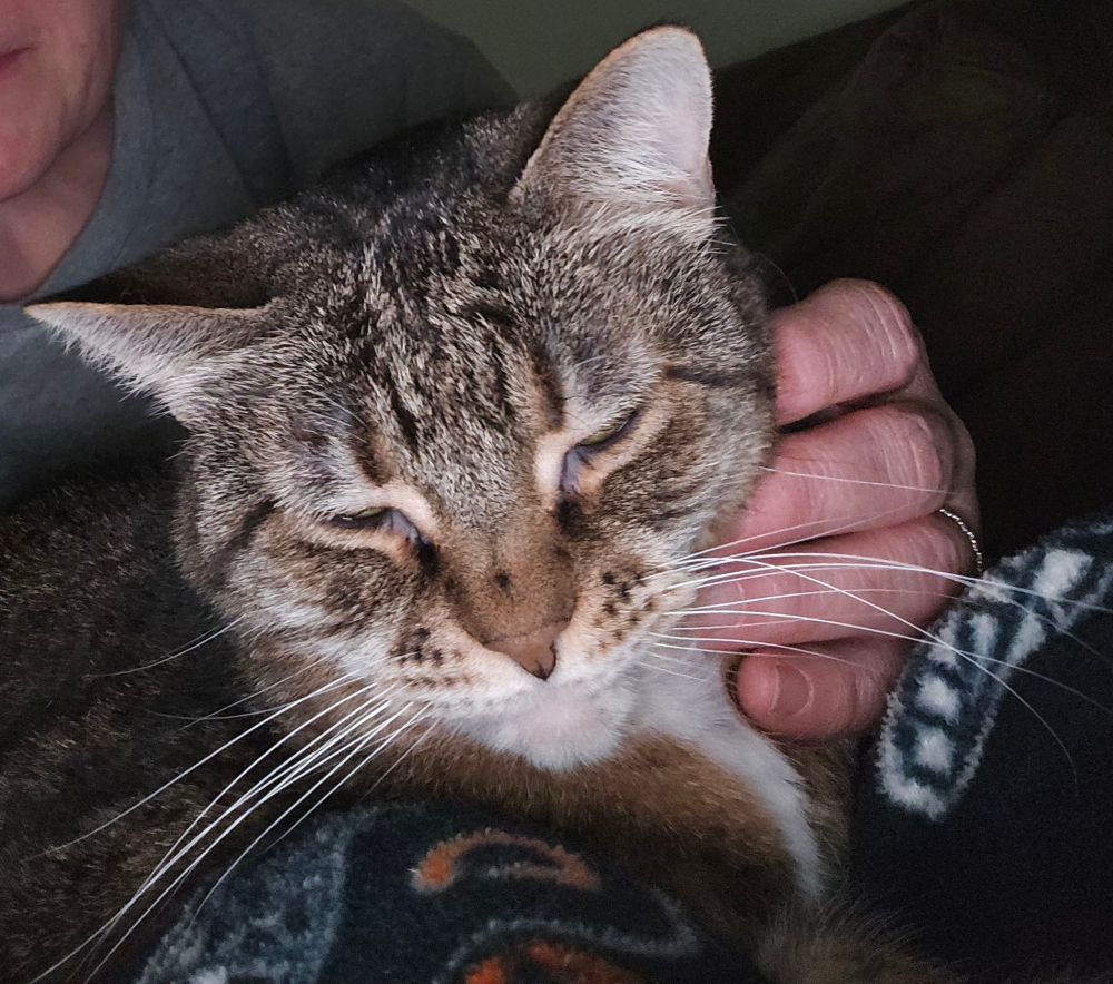 Cute tabby cat Puff getting morning cuddles and scritches