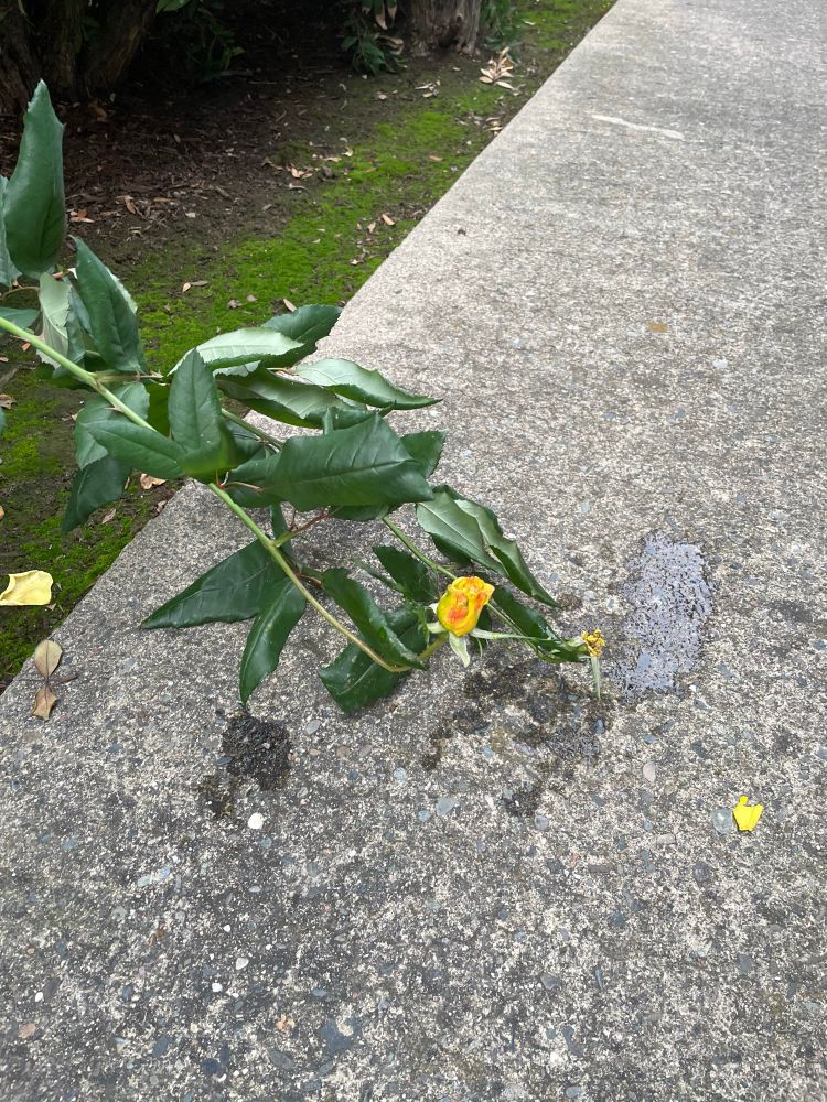Broken rose stem on sidewalk. Dog pee on/around it