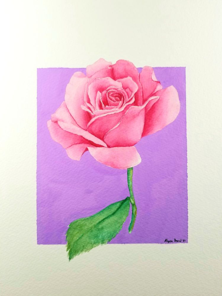 A watercolor painting of a pink rose on a purple background. 