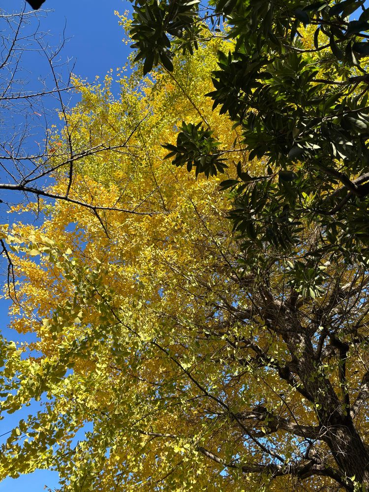 黄色の葉の木と緑の葉の木と青い空