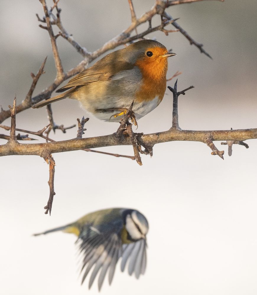 Robin stood on a thorny branch & a Blue Tit that's out of focus flies by in the distance.
