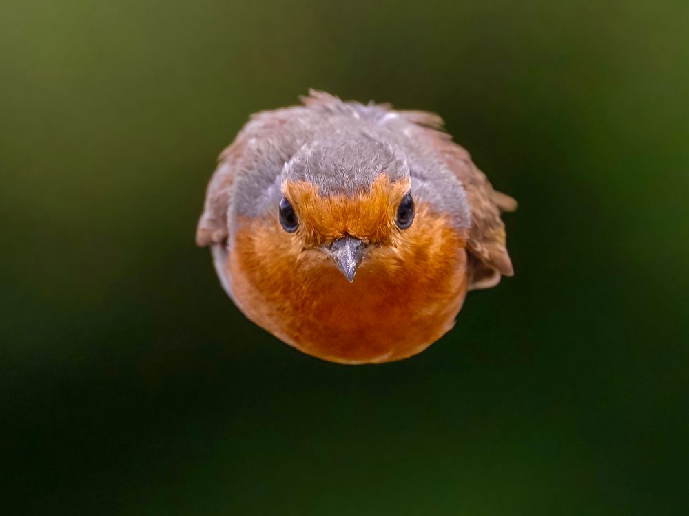 A Eurasian Robin aka Robin Redbreast flying directly towards the camera with its wings tucked in.