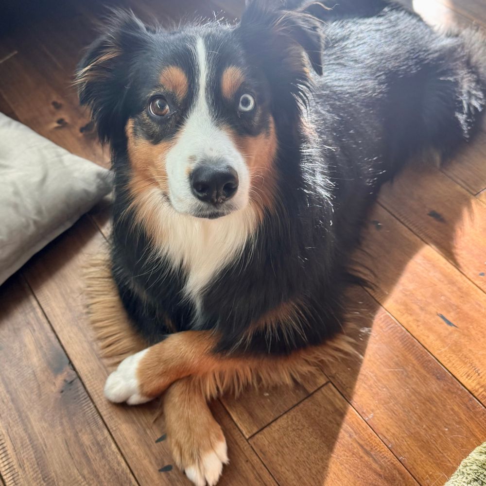 A black and brown mini Aussie with politely folded paws.