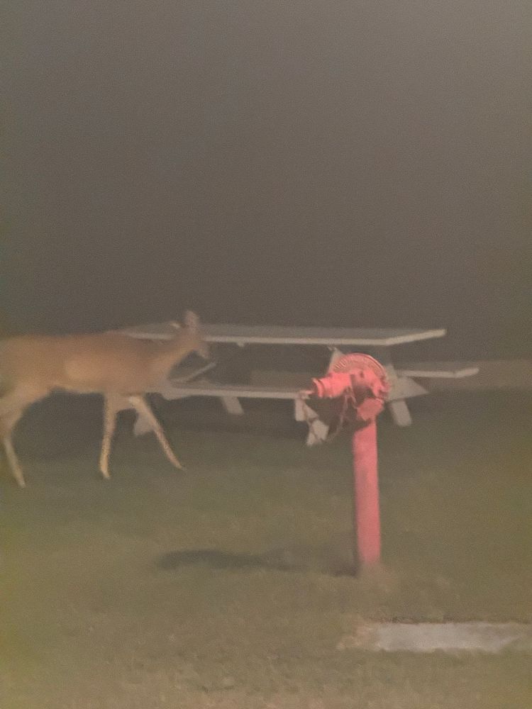 A deer next to a picnic table, taken at night. It had just crossed my path 3 feet in front of me. 