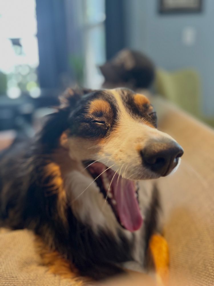Black brown and white mini Australian shepherd named broccoli. He’s doing a big yawn with his eyes closed. 