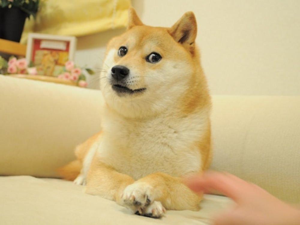 Kabosu, side-eyeing Shiba inu who inspired the ‘doge’ meme, dies at 18